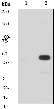 Western blot - Anti-MEK1 (phospho T286) antibody [EP2364Y] - BSA and Azide free (AB284710)