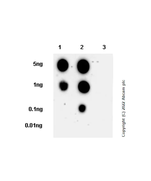 Dot Blot - Anti-MEK1 (phospho T286) antibody [EPR27226-8] - BSA and Azide free (AB307510)