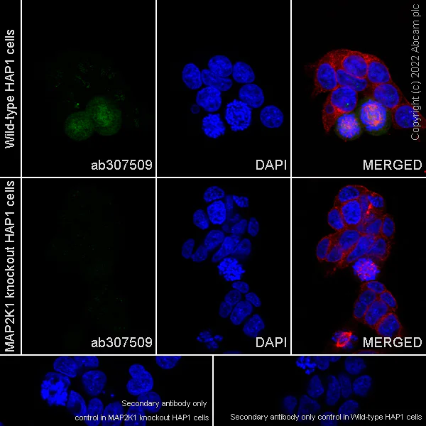 Immunocytochemistry/ Immunofluorescence - Anti-MEK1 (phospho T286) antibody [EPR27226-8] - BSA and Azide free (AB307510)