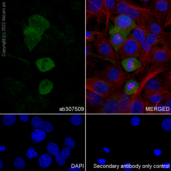 Immunocytochemistry/ Immunofluorescence - Anti-MEK1 (phospho T286) antibody [EPR27226-8] - BSA and Azide free (AB307510), expandable thumbnail