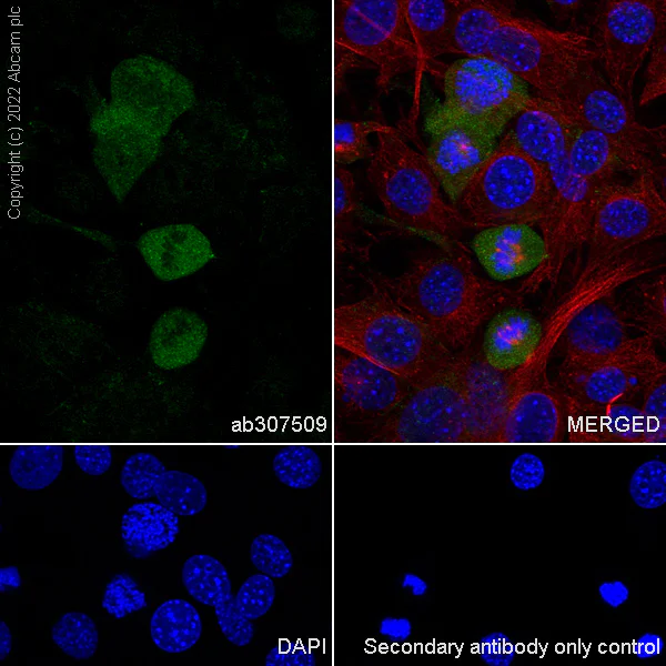 Immunocytochemistry/ Immunofluorescence - Anti-MEK1 (phospho T286) antibody [EPR27226-8] - BSA and Azide free (AB307510)