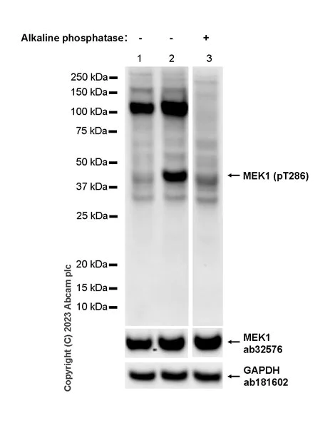 Western blot - Anti-MEK1 (phospho T286) antibody [EPR27226-8] - BSA and Azide free (AB307510)