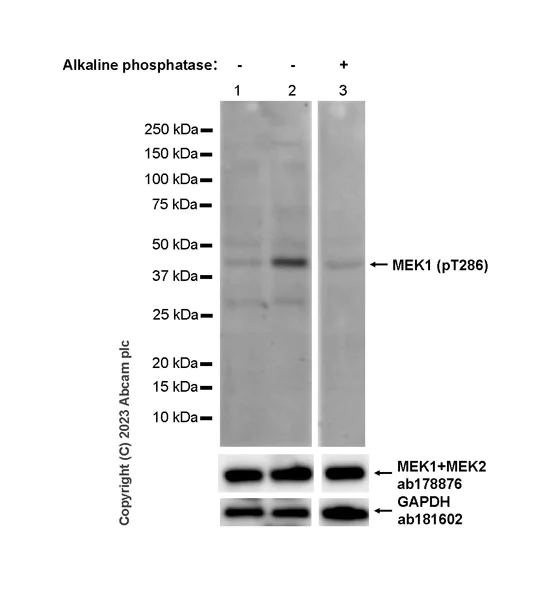 Western blot - Anti-MEK1 (phospho T286) antibody [EPR27226-8] - BSA and Azide free (AB307510)