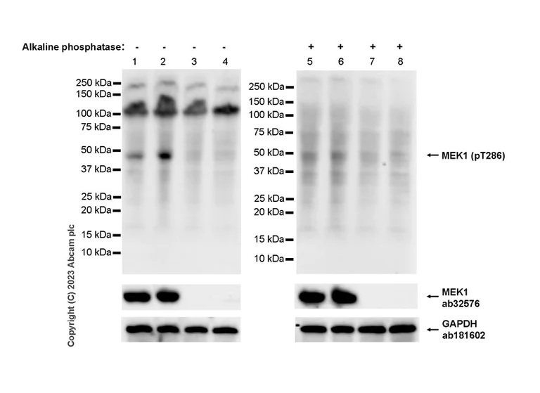 Western blot - Anti-MEK1 (phospho T286) antibody [EPR27226-8] - BSA and Azide free (AB307510)