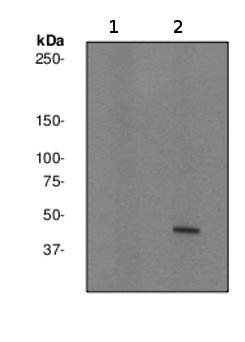 Western blot - Anti-MEK1 (phospho T292) antibody [EPR2365Y] (AB76314)