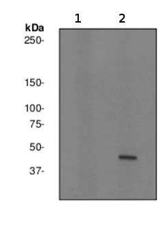 Western blot - Anti-MEK1 (phospho T292) antibody [EPR2365Y] - BSA and Azide free (AB247465)