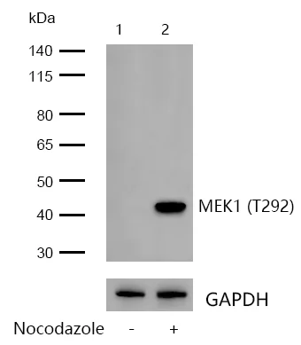 Western blot - Anti-MEK1 (phospho T292) antibody [SD2088] (AB326631)