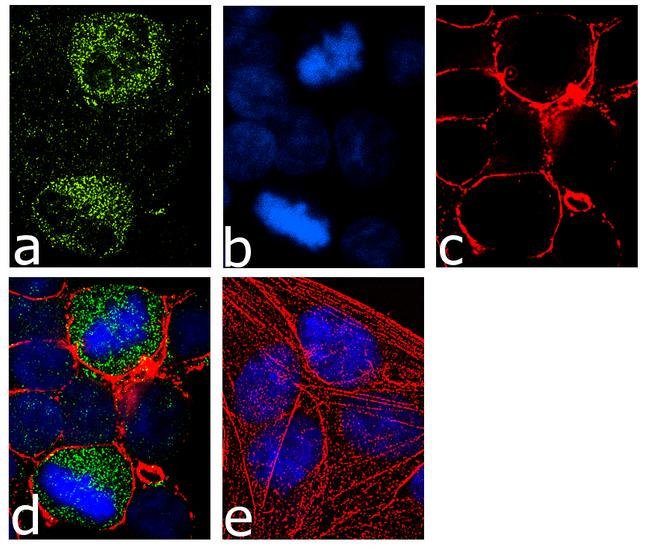 Immunocytochemistry/ Immunofluorescence - Anti-MEK1 (phospho T386) antibody [8HCLC] (AB277789), expandable thumbnail