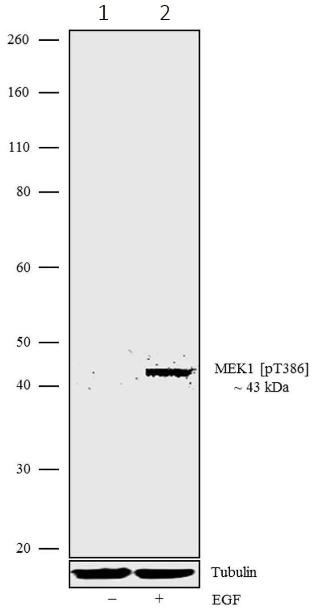 Western blot - Anti-MEK1 (phospho T386) antibody [8HCLC] (AB277789)