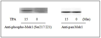 Western blot - Mek1 (pS217/221) + total Mek1 ELISA Kit (AB126448)