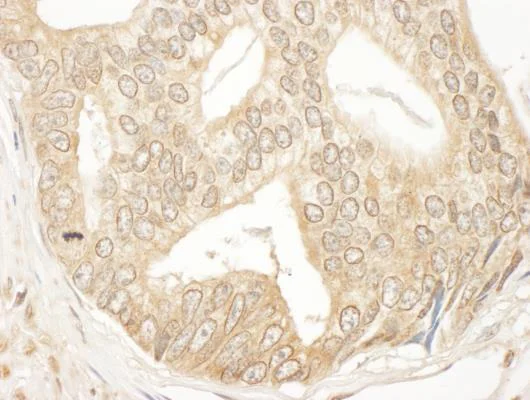 Immunohistochemistry (Formalin/PFA-fixed paraffin-embedded sections) - Anti-MEK2 antibody (AB265601)