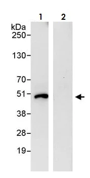 Immunoprecipitation - Anti-MEK2 antibody (AB265601)