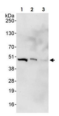 Western blot - Anti-MEK2 antibody (AB265601), expandable thumbnail