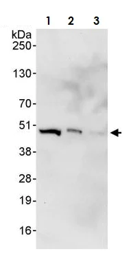 Western blot - Anti-MEK2 antibody (AB265601)