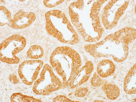 Immunohistochemistry (Formalin/PFA-fixed paraffin-embedded sections) - Anti-MEK2 antibody [BLR079G] (AB265586)