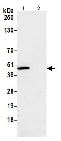Immunoprecipitation - Anti-MEK2 antibody [BLR079G] (AB265586)