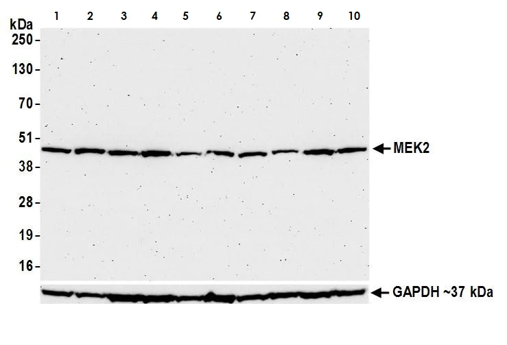 Western blot - Anti-MEK2 antibody [BLR079G] (AB265586)