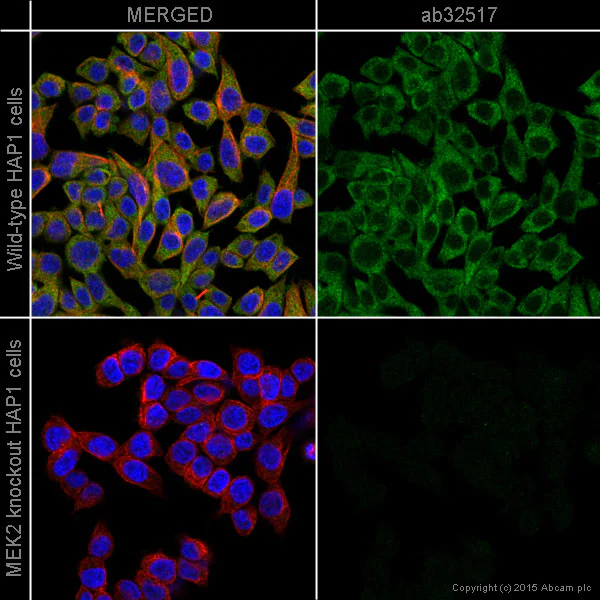 Immunocytochemistry/ Immunofluorescence - Anti-MEK2 antibody [Y78] (AB32517)