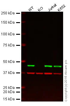 Western blot - Anti-MEK2 antibody [Y78] (AB32517)