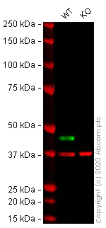 Western blot - Anti-MEK2 antibody [Y78] (AB32517)