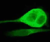 Immunocytochemistry/ Immunofluorescence - Anti-MEK2 antibody [Y78] - BSA and Azide free (AB233731)