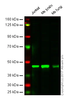 Western blot - Anti-MEK2 antibody [Y78] - BSA and Azide free (AB233731)
