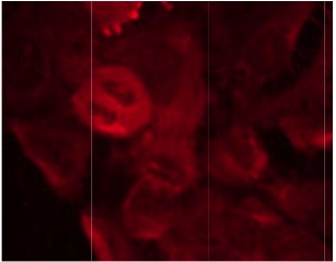 Immunocytochemistry/ Immunofluorescence - Anti-MEK2 (phospho T394) antibody (AB131095)