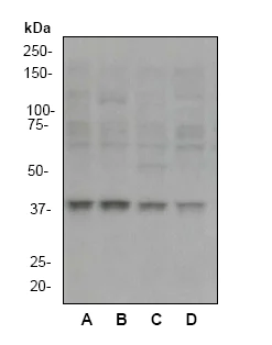 Western blot - Anti-MEK3 antibody [EP555Y] - BSA and Azide free (AB247295)