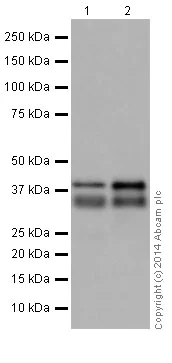 Western blot - Anti-MEK3 antibody [EPR17345-104] (AB195037)