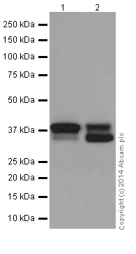 Western blot - Anti-MEK3 antibody [EPR17345-104] (AB195037)