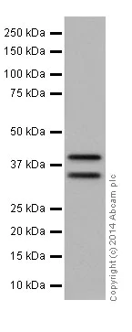 Western blot - Anti-MEK3 antibody [EPR17345-104] (AB195037)