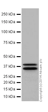 Western blot - Anti-MEK3 antibody [EPR17345-104] (AB195037)