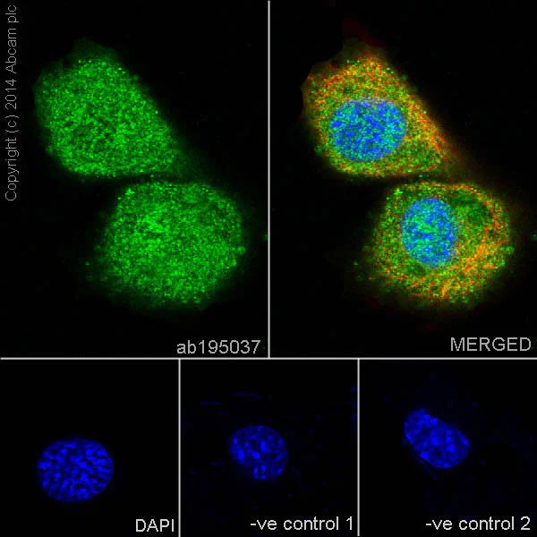 Immunocytochemistry/ Immunofluorescence - Anti-MEK3 antibody [EPR17345-104] - BSA and Azide free (AB231166)