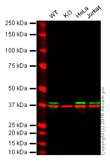 Western blot - Anti-MEK3 antibody [EPR17345-104] - BSA and Azide free (AB231166)