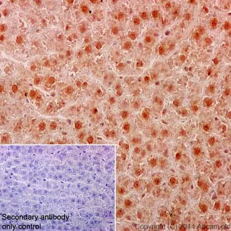 Immunohistochemistry (Formalin/PFA-fixed paraffin-embedded sections) - Anti-MEK3 + MEK6 antibody [EPR17340] (AB200831)