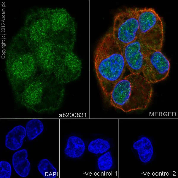 Immunocytochemistry/ Immunofluorescence - Anti-MEK3 + MEK6 antibody [EPR17340] - BSA and Azide free (AB251322)