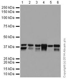Western blot - Anti-MEK3 + MEK6 antibody [EPR17340] - BSA and Azide free (AB251322), expandable thumbnail