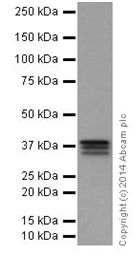 Western blot - Anti-MEK3 + MEK6 antibody [EPR17340] - BSA and Azide free (ab251322), expandable thumbnail