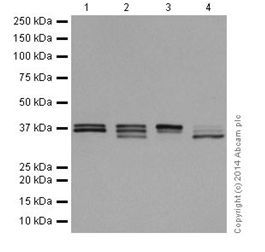 Western blot - Anti-MEK3 + MEK6 antibody [EPR17340] - BSA and Azide free (ab251322), expandable thumbnail