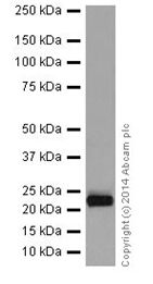 Western blot - Anti-MEK3 + MEK6 antibody [EPR17340] - BSA and Azide free (AB251322), expandable thumbnail