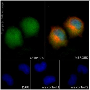 Immunocytochemistry/ Immunofluorescence - Anti-MEK3 + MEK6 antibody [EPR17345] (AB181555), expandable thumbnail