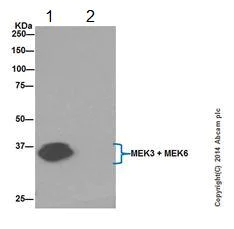 Immunoprecipitation - Anti-MEK3 + MEK6 antibody [EPR17345] (AB181555)