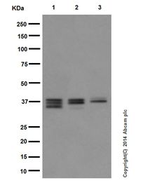 Western blot - Anti-MEK3 + MEK6 antibody [EPR17345] (AB181555), expandable thumbnail