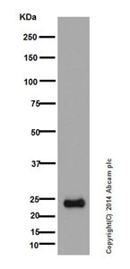 Western blot - Anti-MEK3 + MEK6 antibody [EPR17345] (AB181555), expandable thumbnail