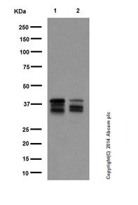 Western blot - Anti-MEK3 + MEK6 antibody [EPR17345] (AB181555), expandable thumbnail
