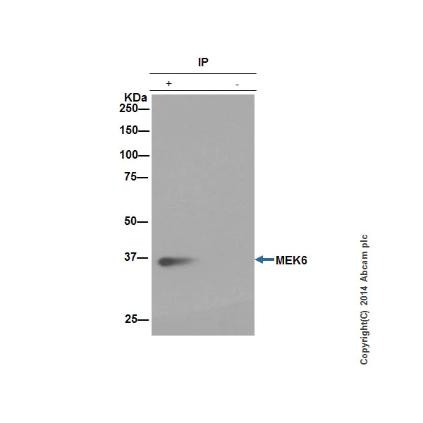 Immunoprecipitation - Anti-MEK3 + MEK6 antibody [EPR17345] - BSA and Azide free (AB250507)