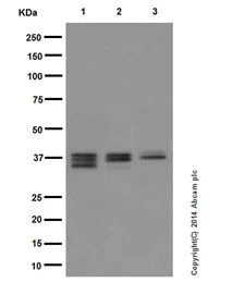 Western blot - Anti-MEK3 + MEK6 antibody [EPR17345] - BSA and Azide free (AB250507)