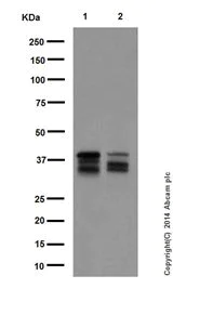 Western blot - Anti-MEK3 + MEK6 antibody [EPR17345] - BSA and Azide free (AB250507)