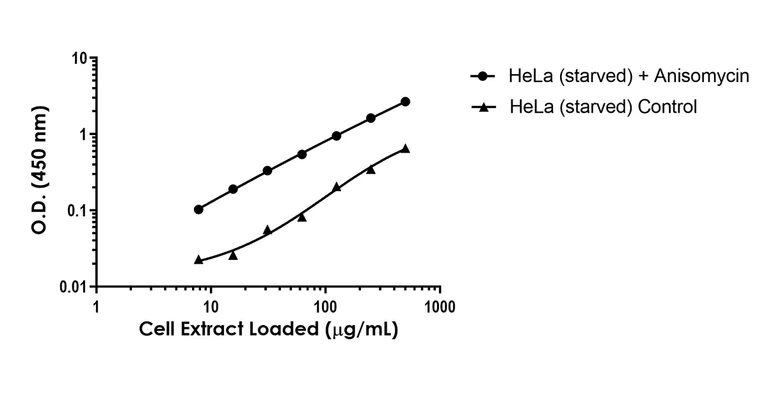 Sandwich ELISA - Anti-MEK3 + MEK6 antibody [EPR17345] - BSA and Azide free (Detector) (AB280984)