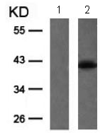 Western blot - Anti-MEK3 (phospho S189) antibody (AB131283)